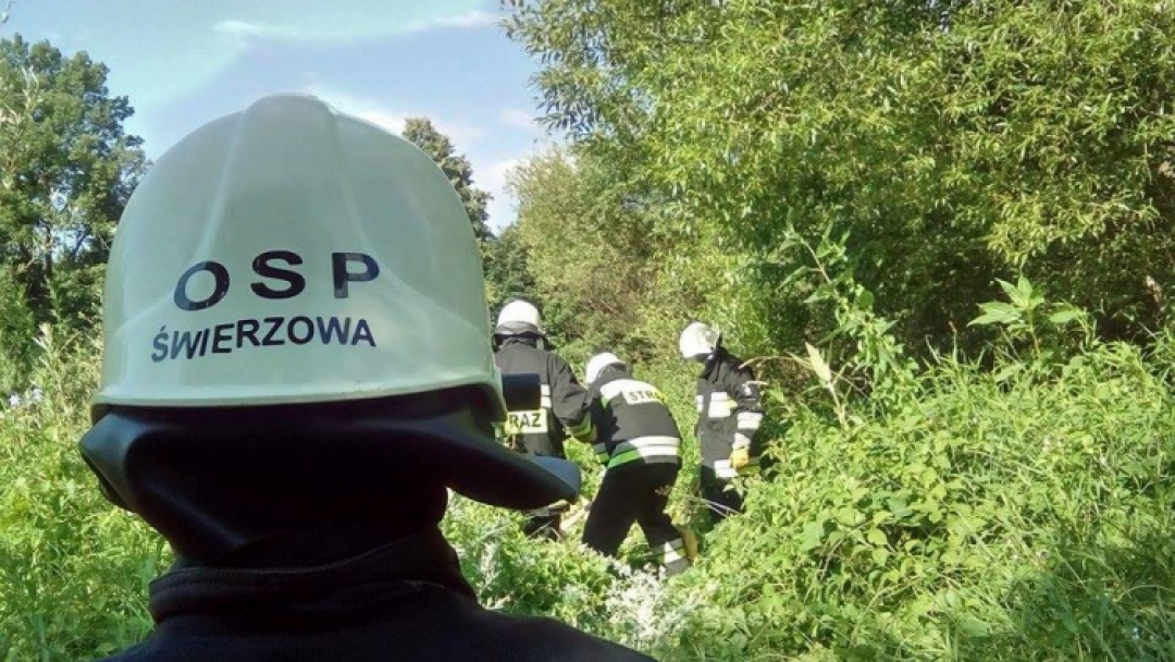 Usuwanie Barszczu Sosnowskiego z naszej okolicy